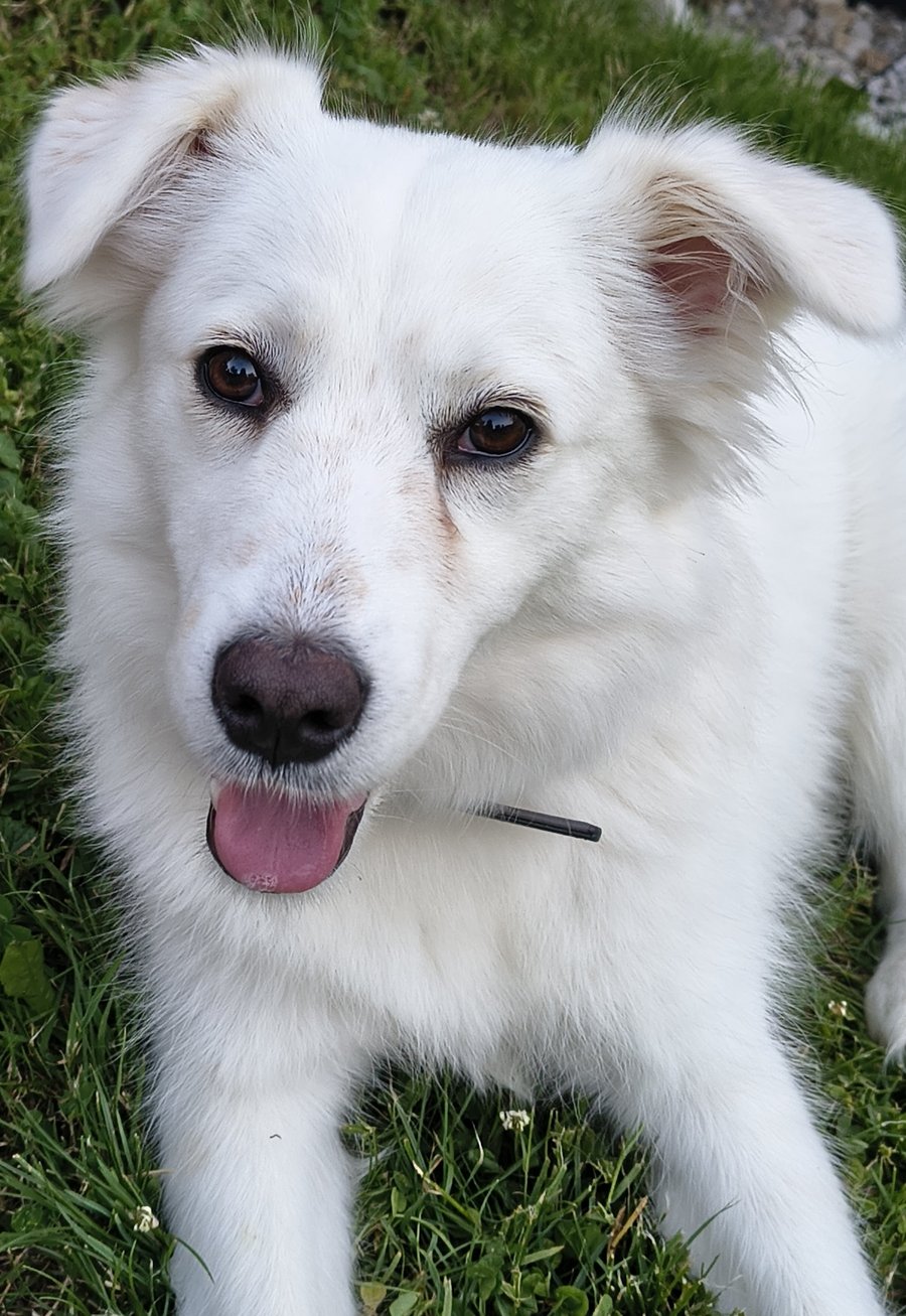 Foto von Sunny; Hund