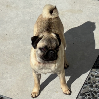 Foto von Lori; Hund