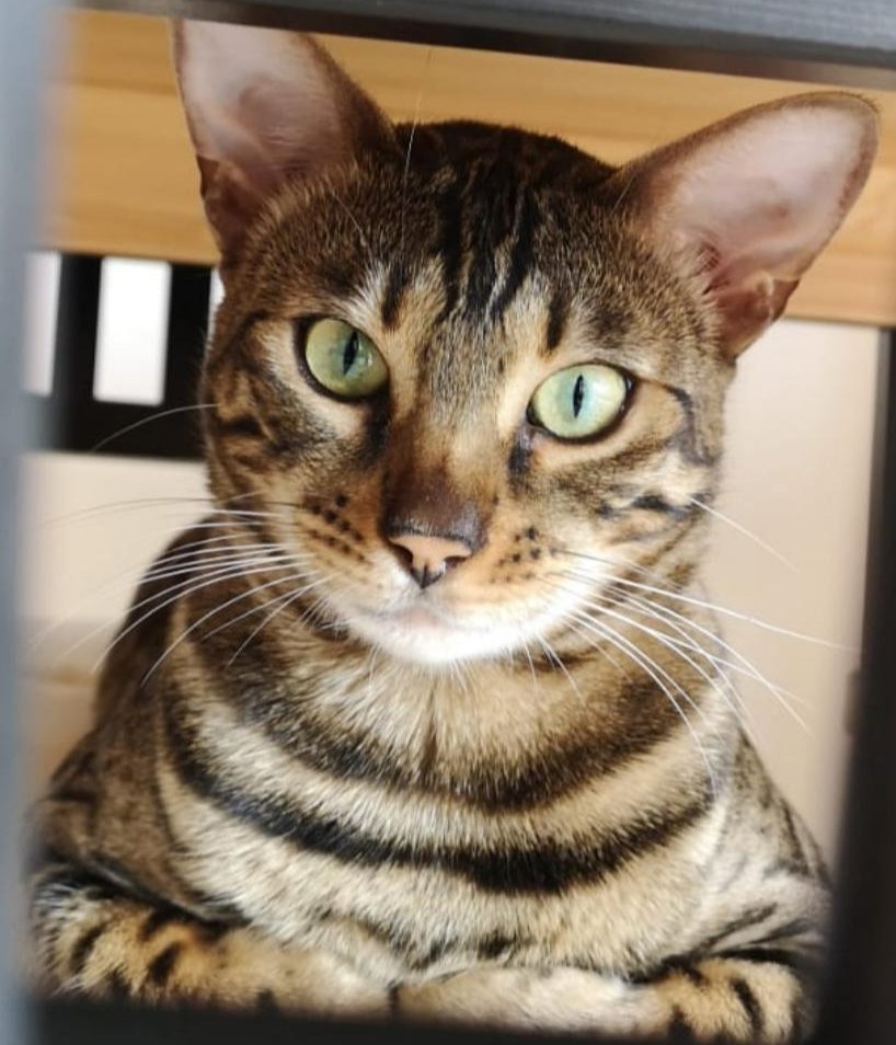 Foto von Judy; Katze