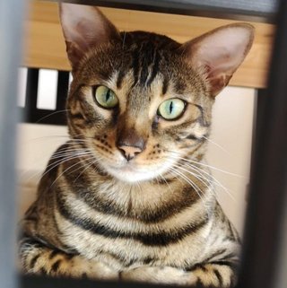 Foto von Judy; Katze