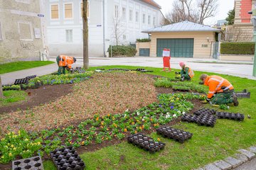 Stadtgärtnerei Frühlingsblumen Adlerstraße