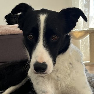 Foto von Pepper; Hund