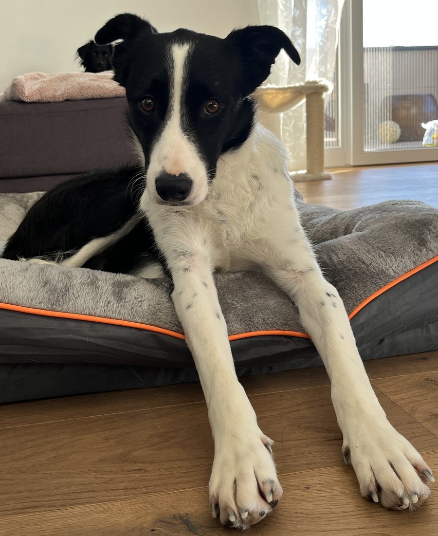 Foto von Pepper; Hund