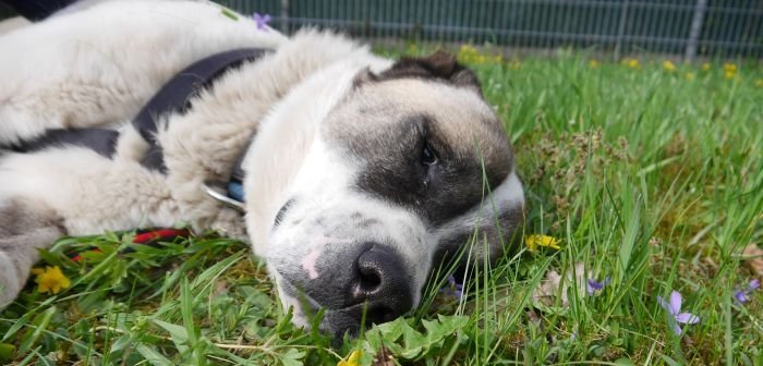 Hund liegt im Gras