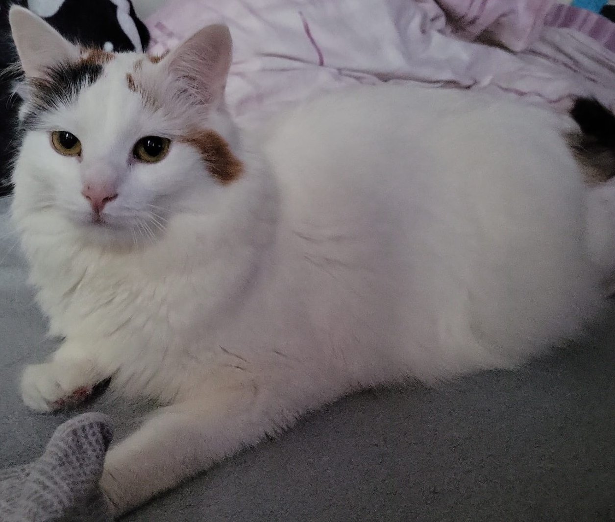 Foto von Coco; Katze