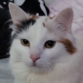 Foto von Coco; Katze