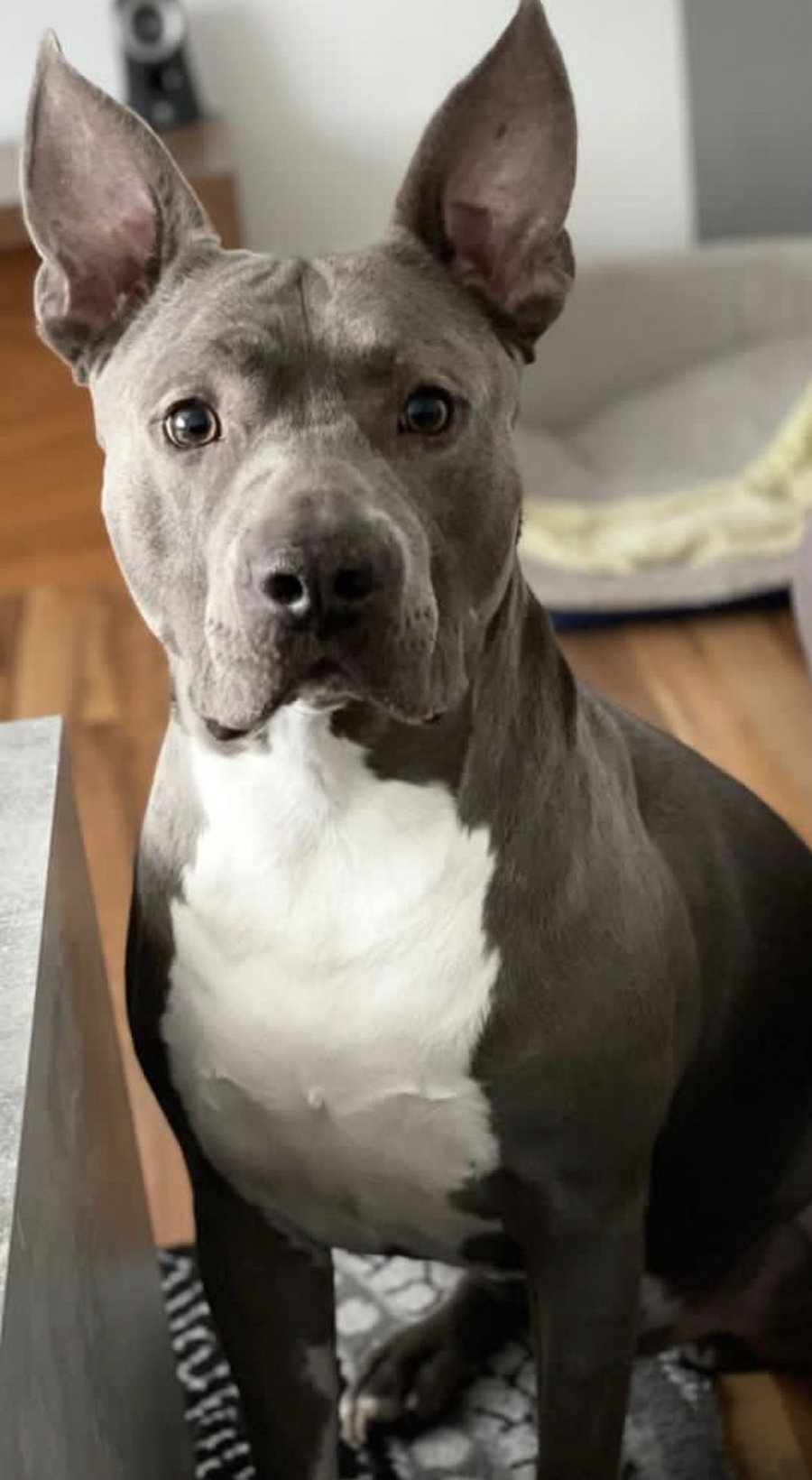 Foto von Leo; Hund