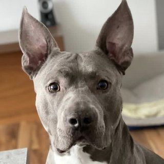 Foto von Leo; Hund