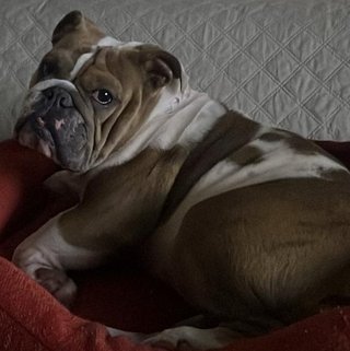 Foto von Smoochie; Hund