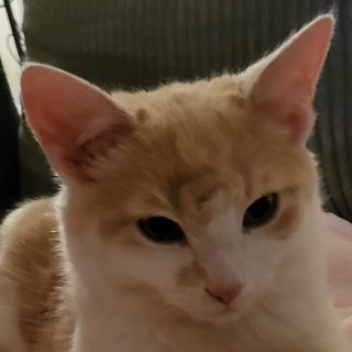 Foto von Moritz; Katze