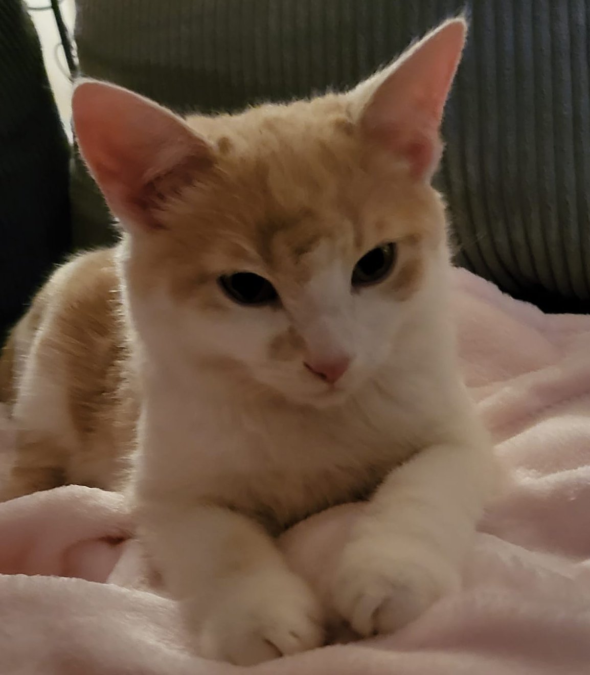 Foto von Moritz; Katze