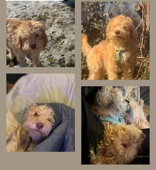 Collage von Mischlingshund Shaggy