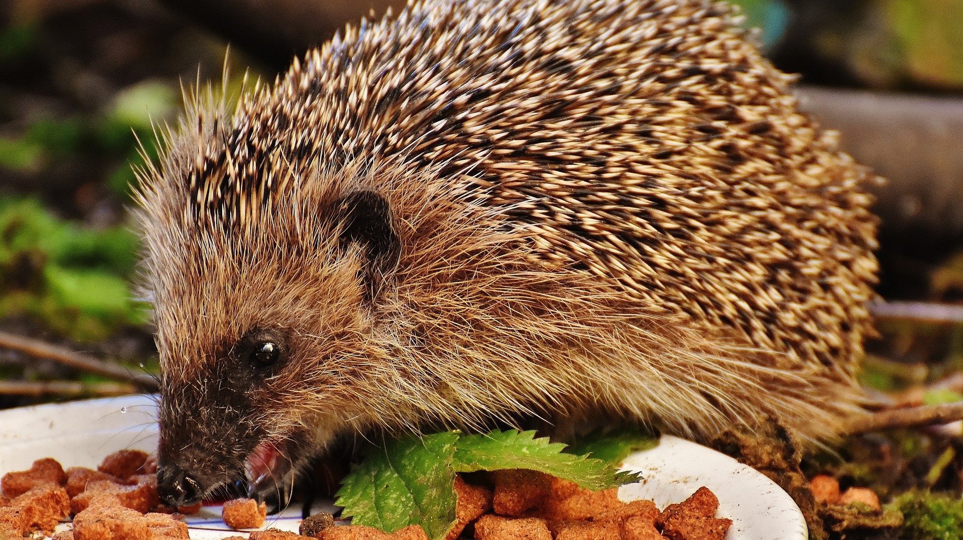 Igel beim Fressen