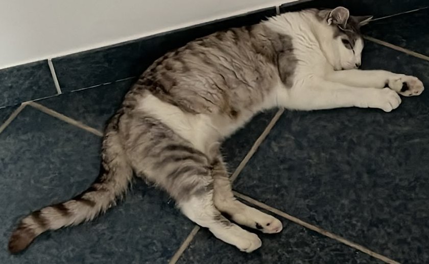 Foto von Bella; Katze