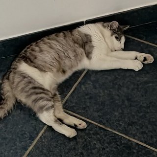 Foto von Bella; Katze