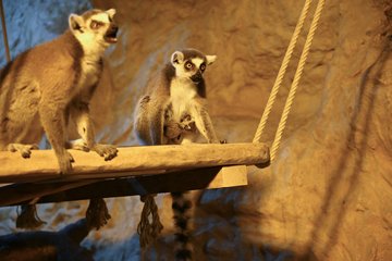 Nachwuchs im Tiergarten Katta