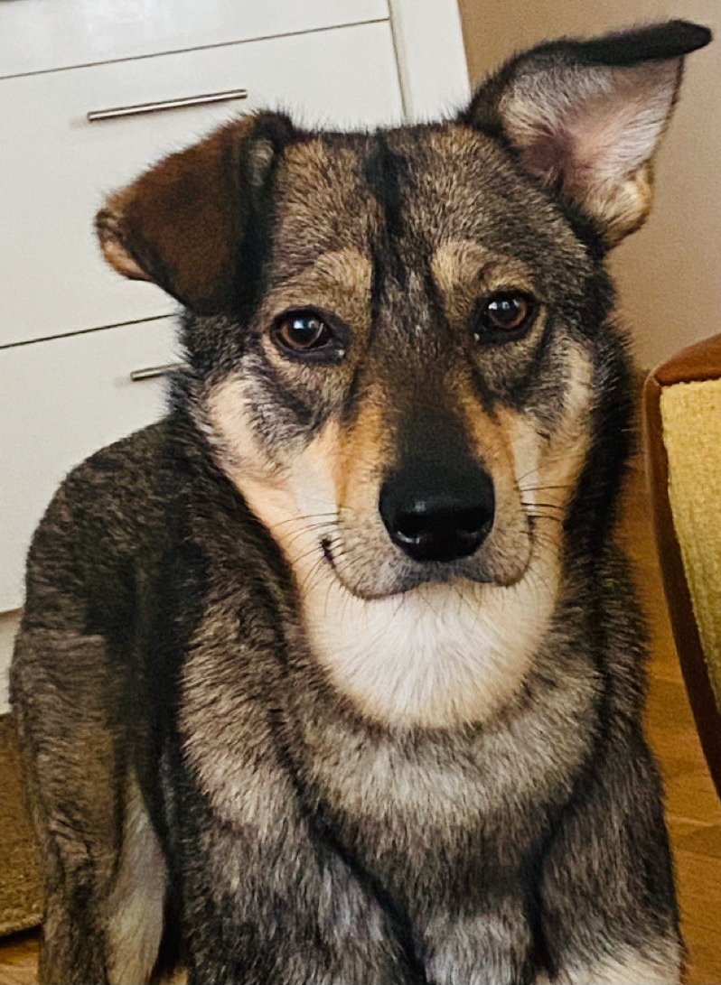 Foto von Wendy; Hund