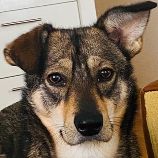 Foto von Wendy; Hund