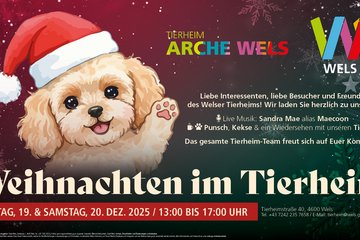 Weihnachten im Tierheim