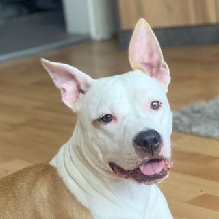 Foto von Bella; Hund