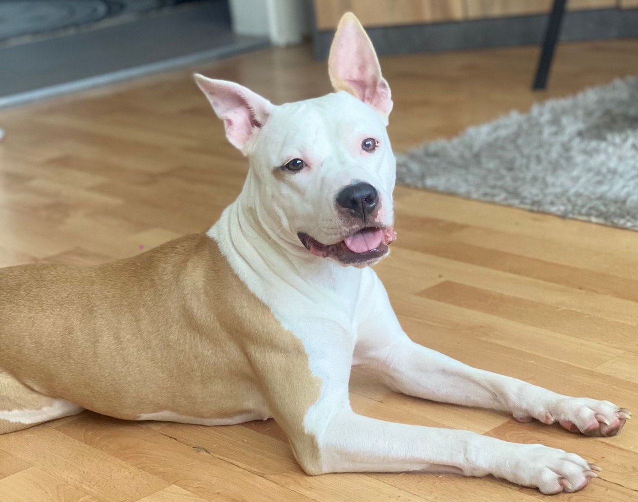 Foto von Bella; Hund