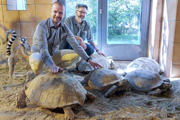 Kattas Spornschildkröten Rammerstorfer