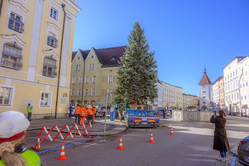 Weihnachtsbaum Rathaus