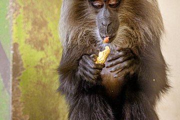 Tiergarten Bartaffen