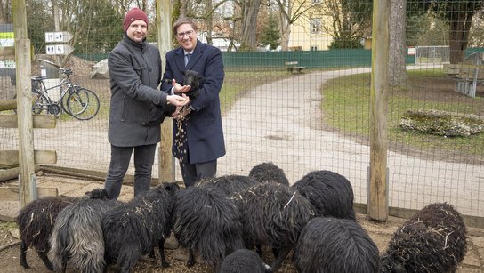Jungtiere Tiergarten