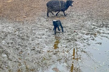 Tiergarten Ouessantschaf