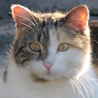 Foto von Cookie; Katze