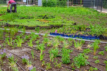 Volksgarten Neu Juni 2026