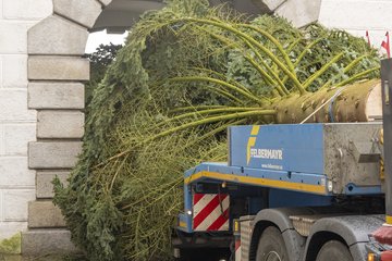 Weihnachtsbaum 2022