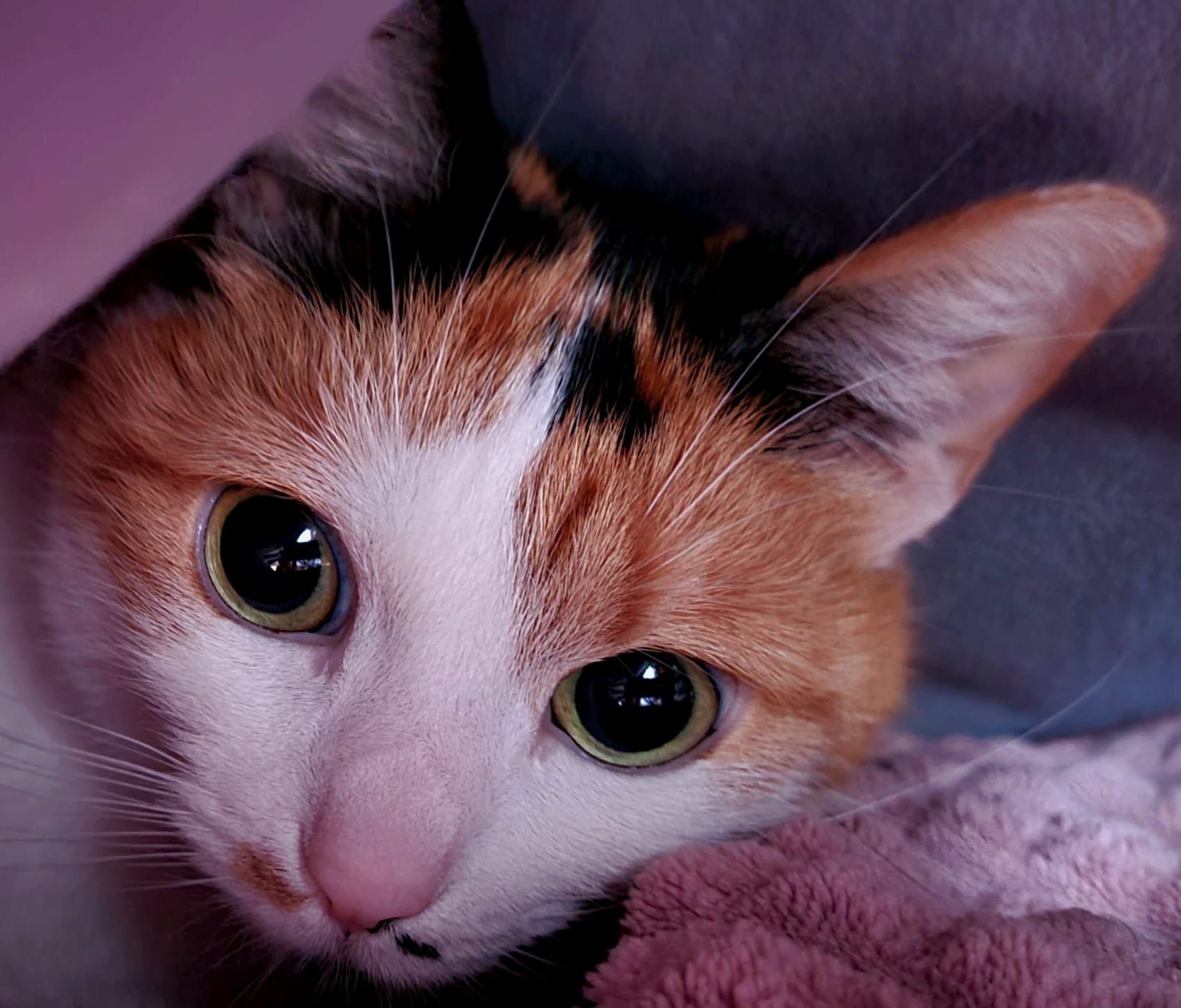 Foto von Neytiri; Katze