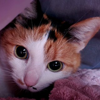 Foto von Neytiri; Katze