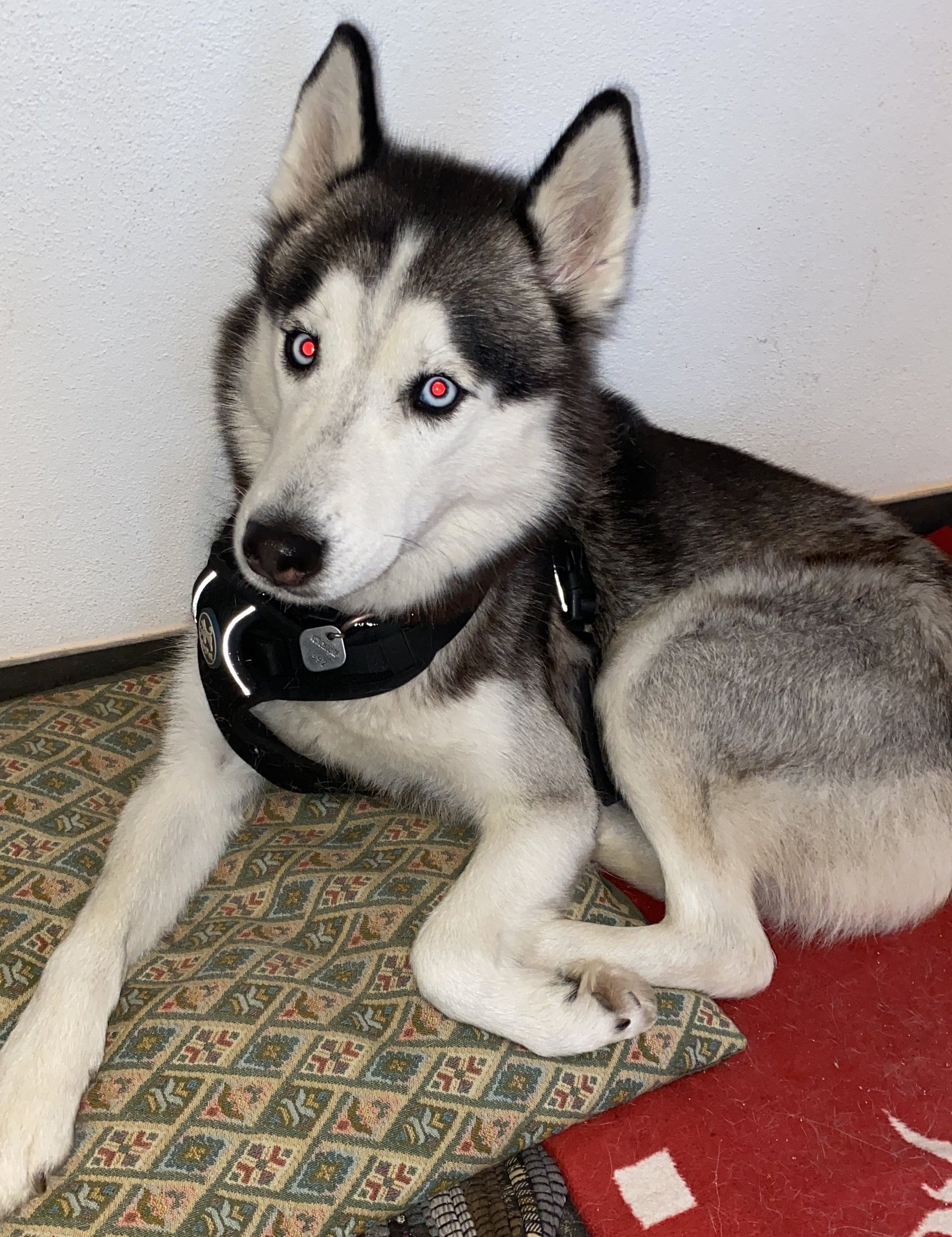 Foto von Schila; Hund