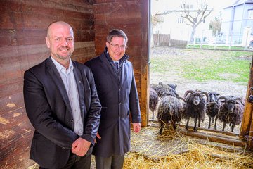 Tiergarten Ouessant Schafe Rabl Rammerstorfer