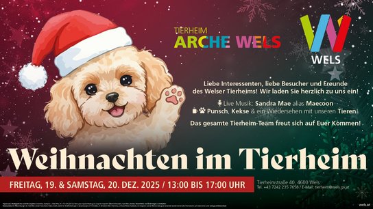Sujet Weihnachten im Tierheim 2025