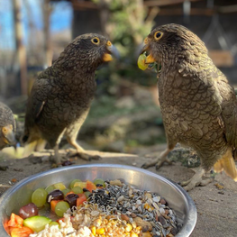 Keas bei der Fütterung