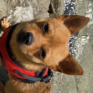 Foto von Balu; Hund