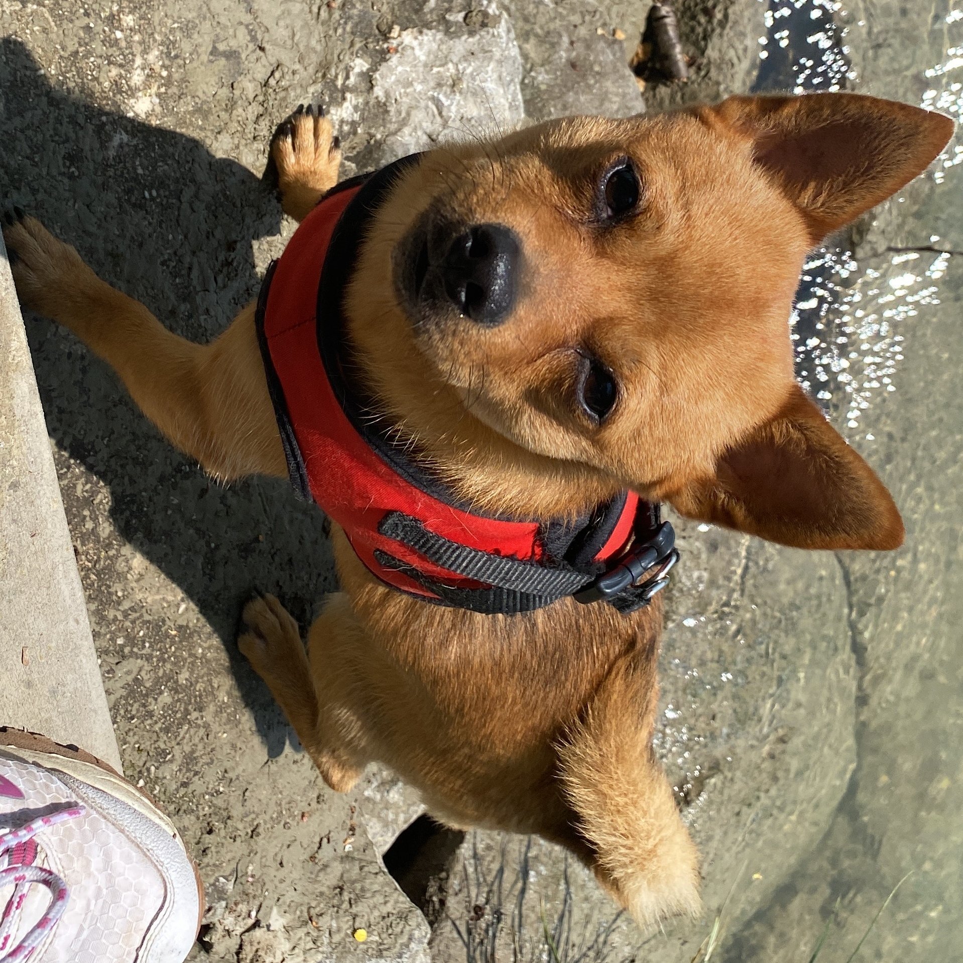 Foto von Balu; Hund