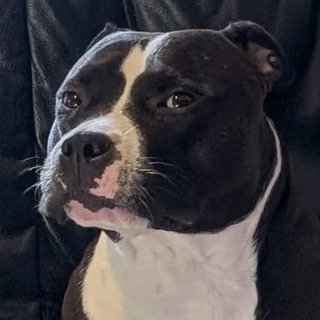 Foto von Mazy; Hund