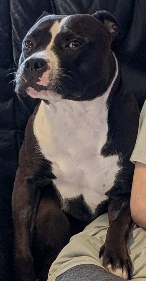 Foto von Mazy; Hund