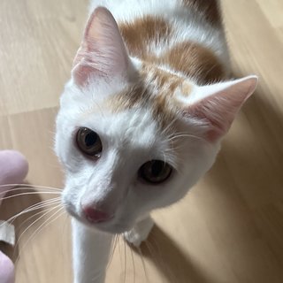 Foto von Maxi; Katze