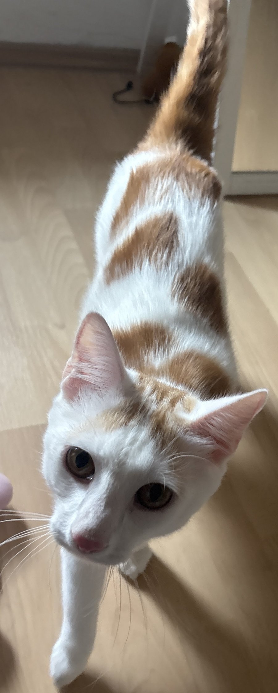 Foto von Maxi; Katze