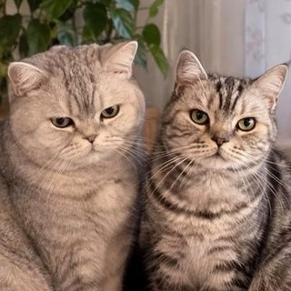Foto von Mutzi und Burli; Katze