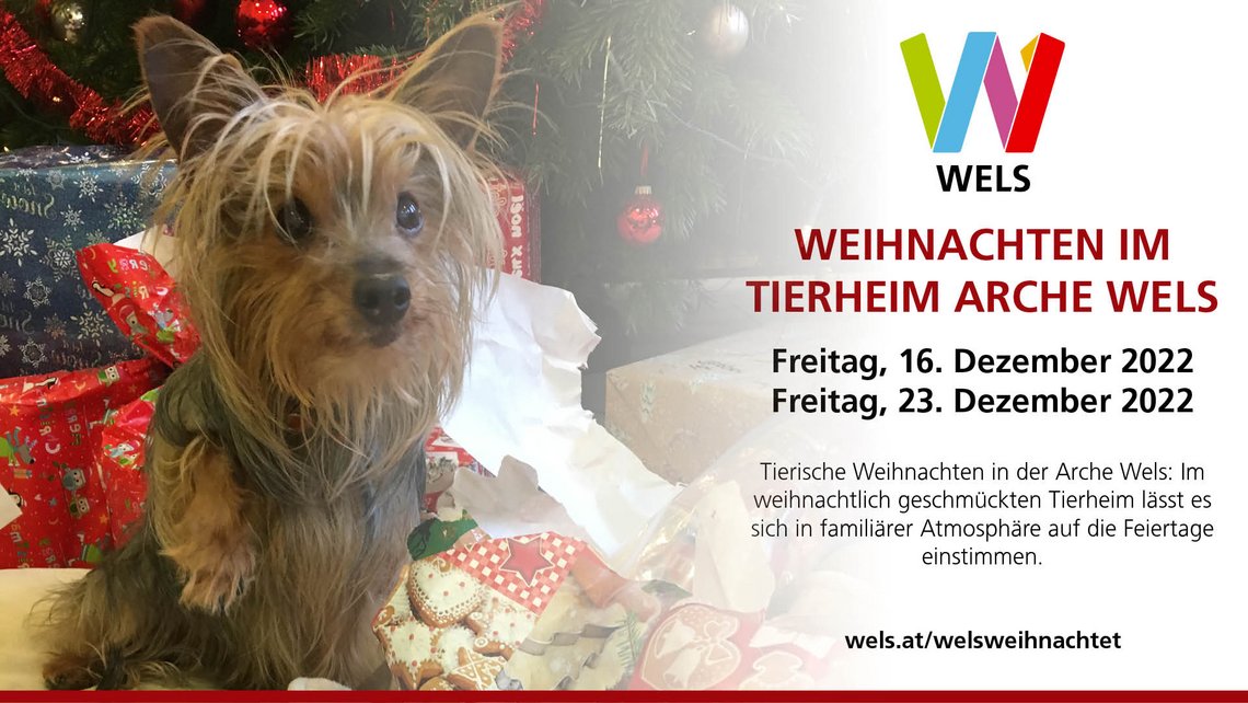 Weihnachten im Tierheim