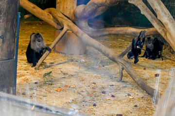 Nachwuchs im Tiergarten Bartaffen