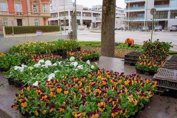 Stadtgärtnerei Frühlingsblumen Adlerstraße