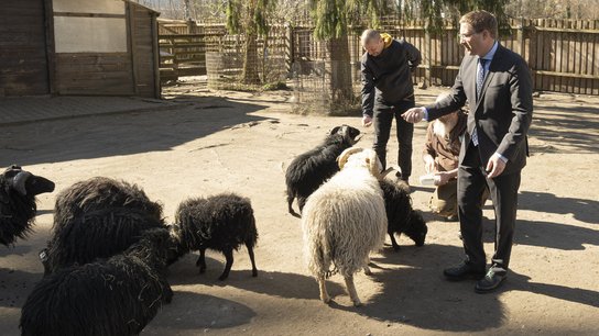 Tiergarten Ouessant-Schafe Rabl Rammerstorfer